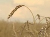 Украина: Специалисты из Канады помогут создать кооперативы для увеличения производства зерна